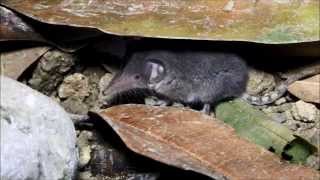 Lesser White toothed Shrew Crocidura suaveolens cypria  Κυπριακή Μυγαλή  Cyprus [upl. by Wyndham]