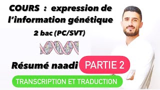 Partie 2 Expression de l’information génétique Résume transcription traduction 4 points national [upl. by Ecirtram]