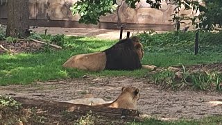 Planckendael Zoo  Lion 🦁 [upl. by Nlycaj]