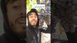 انا لخدام ف العنب الكحل مغربي مغاربة اكسبلور اكسبلورر اكسبلورexplore طوندونس طوندوس مراكشية [upl. by Aitnas]