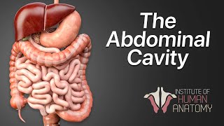 Anatomy Masterclass The Abdominal Cavity [upl. by Ahsaret]