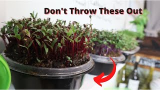 How to Make a Self Watering Microgreen Grower out of a Take out Container [upl. by Geraud651]