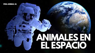 10 ANIMALES Que VIAJARON Al ESPACIO Exterior [upl. by Anaoj973]