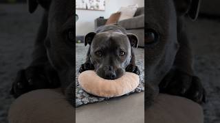 The Sploot The Scrunchy Nose Those Paws 🥰🥰🥰 bluestaffy dog englishstaffy [upl. by Nolrak279]