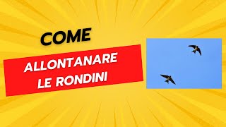 Come Allontanare le Rondini  Dissuasori e Repellenti [upl. by Nrev]