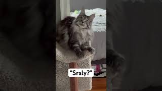 mainecoonlovers cat artmusic kitten mainecoon entertainment suspense [upl. by Hephzipah]