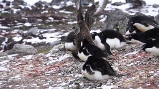 Skua eats chick penguin [upl. by Yentruok]