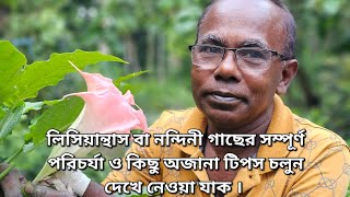 লিসিয়ান্থাস বা নন্দিনী গাছের সম্পূর্ণ পরিচর্যা ও কিছু অজানা টিপস চলুন দেখে নেওয়া যাক । [upl. by Andrade182]