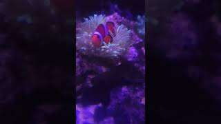 Ocellaris Clownfish Hosted By Green Bubble Tip Anemone [upl. by Trebleda]