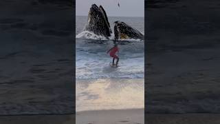 A large whale causes a young skimboarder to hit a wave [upl. by Gere632]