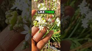 How To Grow Chives Its So Easy [upl. by Yalonda844]