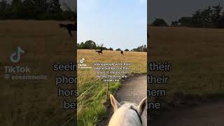 setting my horses free for the hurricane 😢😔🙏 equestrain youtube hurricane viral shorts [upl. by Gerhard]