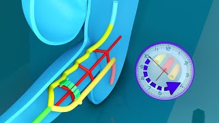 3D Midgut Embryology  Rotation of Midgut in 3D  Physiological Umbilical Hernia and Intestines [upl. by Berkman24]