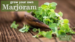 Sow Right Seeds  Marjoram [upl. by Skipton346]