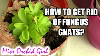 QampA  Do fungus gnats harm orchids How to get rid of them [upl. by Enilrahc]