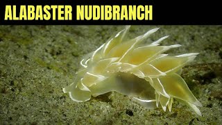 Alabaster Nudibranch 6  Salish Sea Marine Wildlife [upl. by Ermine]