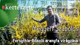 Forsythia intermedia  Aranyvessző ültetése [upl. by Irami375]