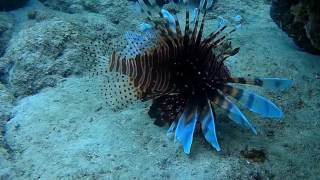 Playa Pesquero Cuba Snorkelling July 2016 Youtube stabilised [upl. by Lennon]