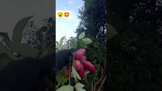 Akebia trifoliata गोफला 😘🤩 mrbeast shorts [upl. by Yemarej997]