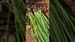 Harvesting Scallions asmr farming [upl. by Ambler421]