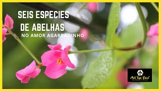 Seis espécies de abelhas no amor agarradinho Antigonon leptopus 🐝🌳🌎 [upl. by Atinnor]