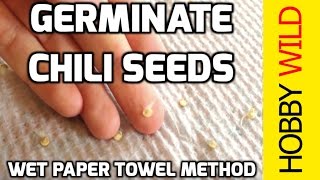 HOW TO GERMINATE CHILI SEEDS Wet Paper Towel Method [upl. by Lashonde874]