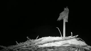 Female and Male Great Horned Owl Vocals [upl. by Florence]