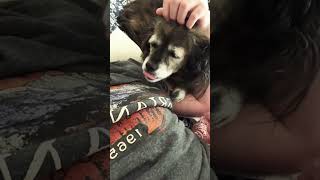 Teaka lied next to me for scratches ❤️ dog puppy cute pets [upl. by Eitirahc]