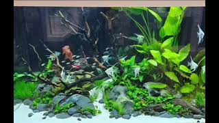 Aquascapes der INTERZOO 2024 [upl. by Tawsha295]