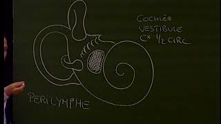 TC 6  Anatomie de loreille interne  Anatomie du pharynx Anatomy of the inner ear and pharynx [upl. by Athallia]