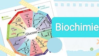 La biochimie  نصائح و مصادر سنة اولى طب 💙 [upl. by Marb]