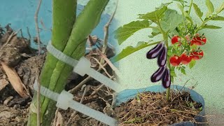 How to graft eggplant with tomato twigs on [upl. by Ahsrop142]