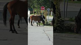 Wild Horses Roam Free in the Mountains wildhorseislands wildhorses nature4kvideo mountains [upl. by Ardnekan]