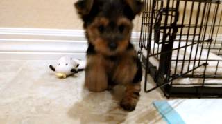 New Yorkshire Terrier Puppy 9 Weeks [upl. by Ecineg]