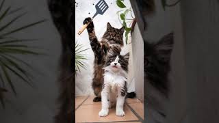 Cat Showdown Spatula Face Off cat catlover funny cute [upl. by Wyatt]