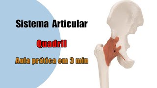 Quais são os Ligamentos da Articulação do Quadril  Anatomia Humana  Anatomia [upl. by Huskamp]