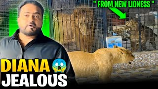 Dian jealous ho gai new lioness Bella ko dakh kar😱 [upl. by Jonina]