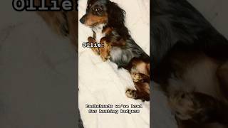 Dachshunds we’re bred for hunting badgers… funnydog cute dachshund dog [upl. by Millicent]