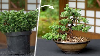 Creating a Spruce Bonsai tree [upl. by Risteau]