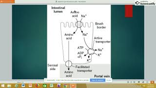 📌DIGESTIÓN DE PROTEÍNAS CASEINATRIPSINA 💥BIOQUÍMICA 💛PARTE 2 [upl. by Archibald]