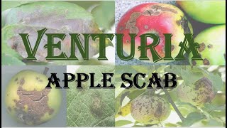 Venturia  Symptoms  Disease cycle of Apple scab HPU BSc 1st year [upl. by Ethelbert]