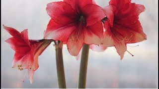 How to Grow Amaryllis  Growing Amaryllis Flowers Indoors [upl. by Shore378]