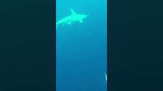 Hammerhead Shark Cruising by while Spearfishing freedivingspearfishing shark sharkweek [upl. by Gristede]