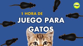 Juegos para Gatos [upl. by Ymmot82]