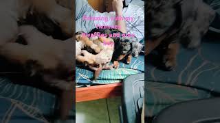 Twinnies wafflesandoreoboy dog funny puppy animallover [upl. by Jocelin]