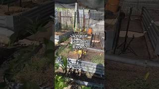 Live amp Learn amirite garden gardendesign gardening vegetablegarden fallgardening kitchenherb [upl. by Grodin]