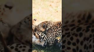 Cheetahs attack little cubs 💔 😭 l Amirameen5073 l [upl. by Bergmans853]