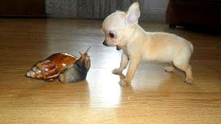 Are CHIHUAHUAS the FUNNIEST DOGS Funniest Dog Videos 2023 [upl. by Jennie]