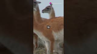 5 Amazing Facts About Guanacos [upl. by Tamiko]