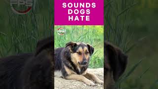 Sounds that Dogs Hate to hear dogsound funny [upl. by Chud]